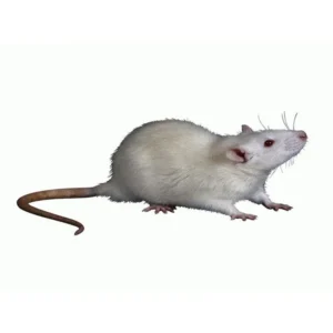 Rubber Mouse Toy for Kids